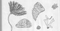 Fossilien