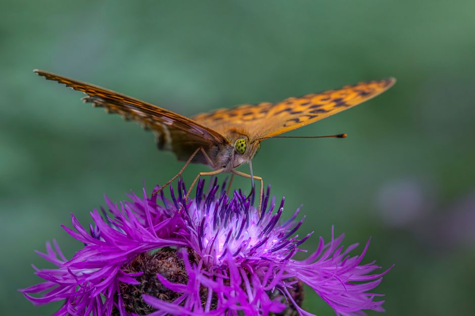 schmetterling