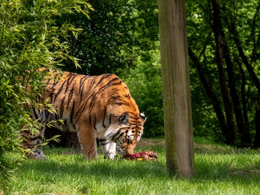 Klassenfahrt der Bären und Tiger - Essen
