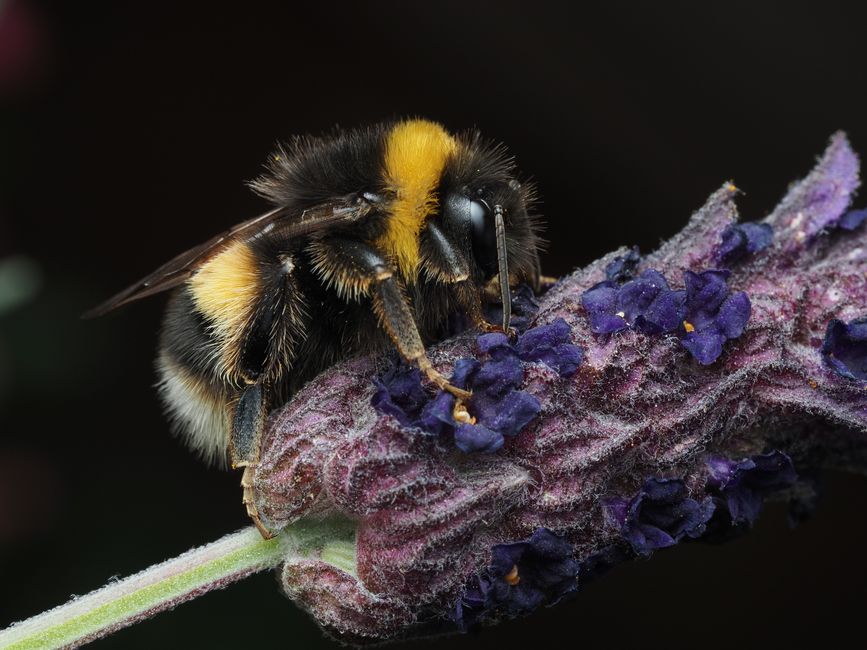 thumb bee ccd accf