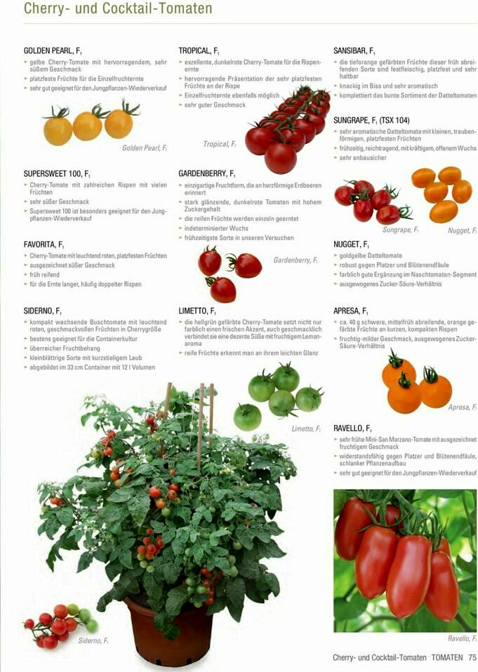 Die Produktivste Tomatensortenliste