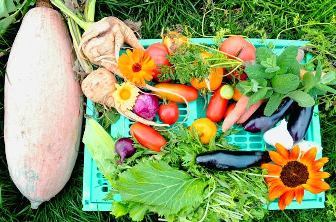 Einfache Und Beste Tipps, Um Gemüse Im Vollschatten Anzubauen