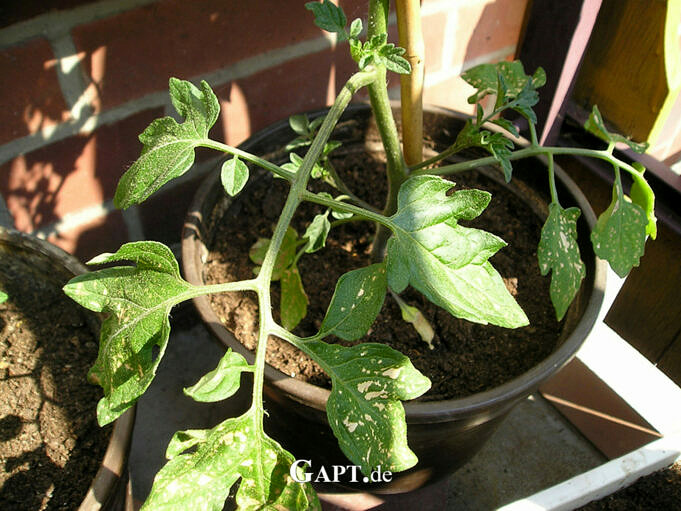 Wachsen Tomatenpflanzen Nach?