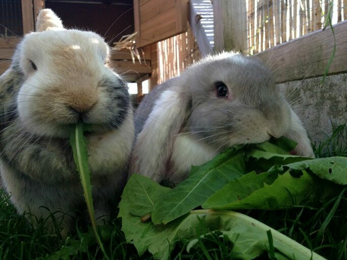 Wie Man Kaninchen Davon Abhält, Pflanzen Zu Fressen